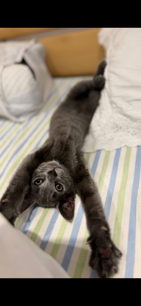 💙 Beautiful British Shorthair Kitten Looking for a Loving Home 💙