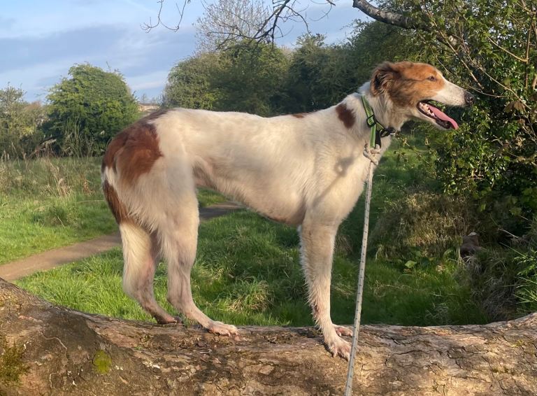 Male 15 month old lurcher Saluki x CollieGrey