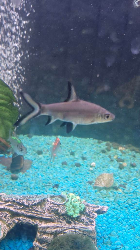 Fish mix 
