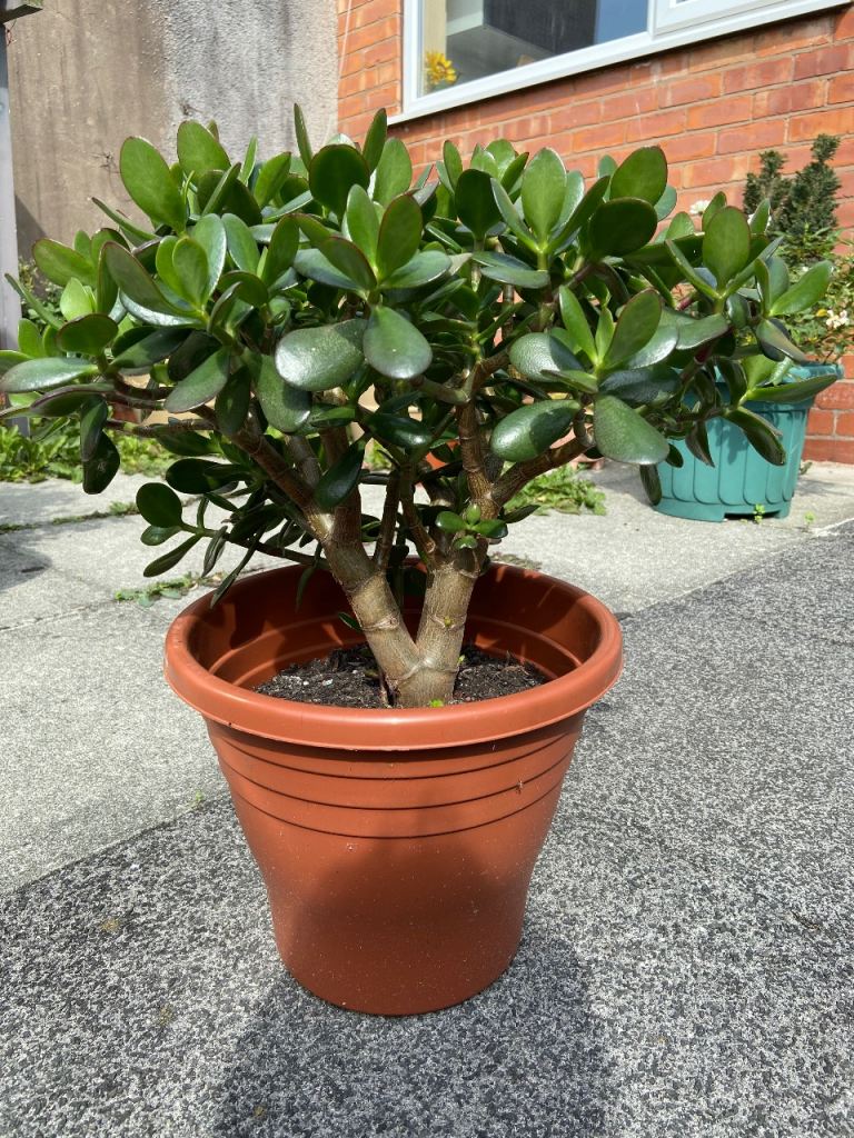 Jade tree ( Money tree )