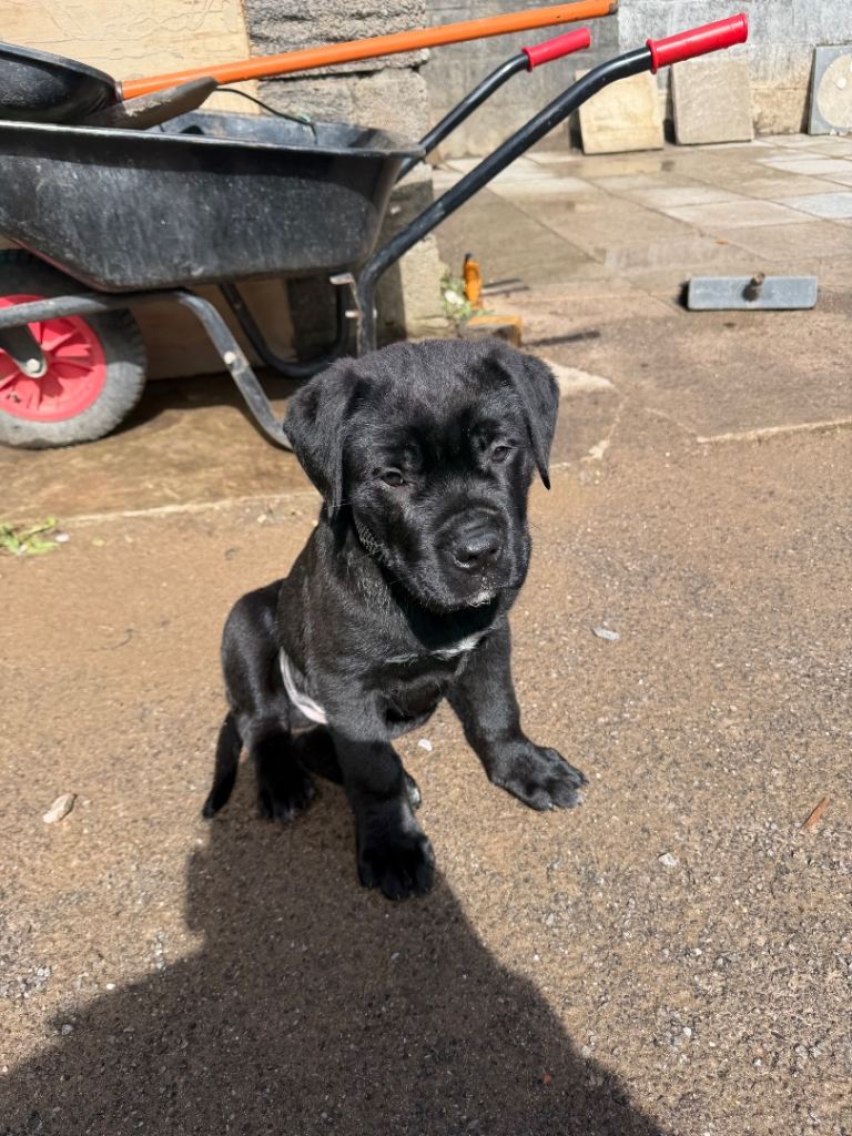 Cane corso 