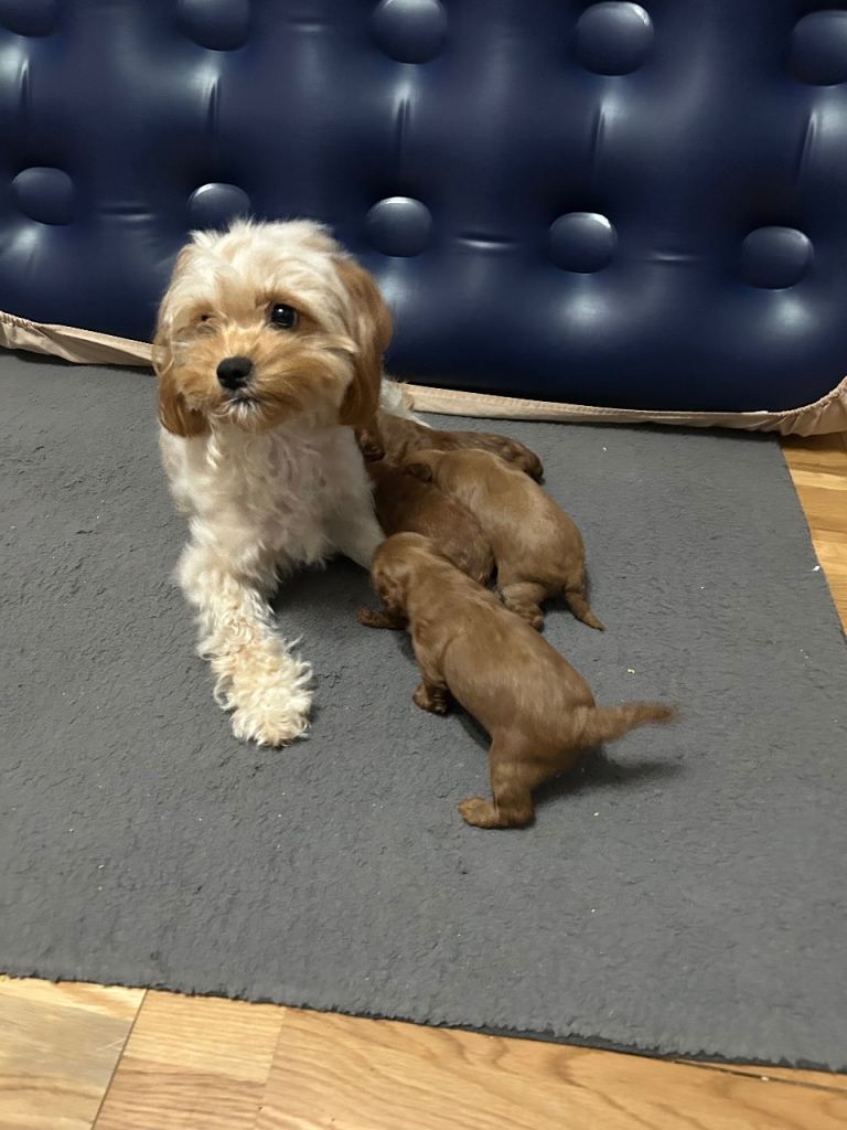 2 miniature Cavapoo puppies