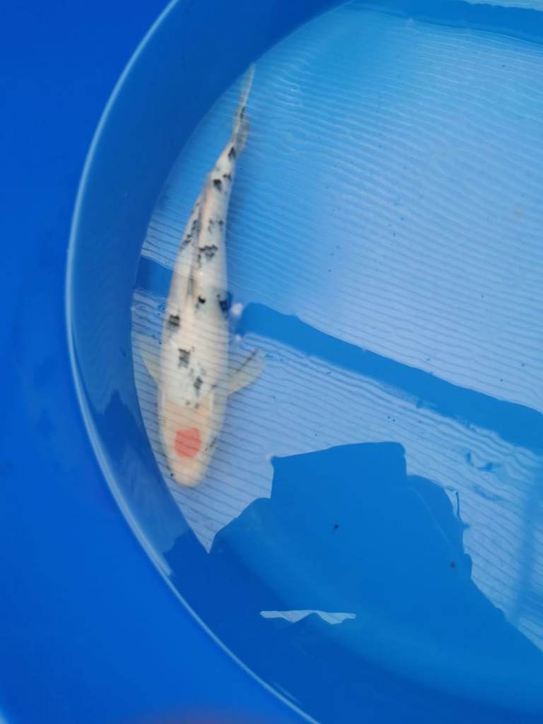 new High Grade Koi Carp 10/7/2026