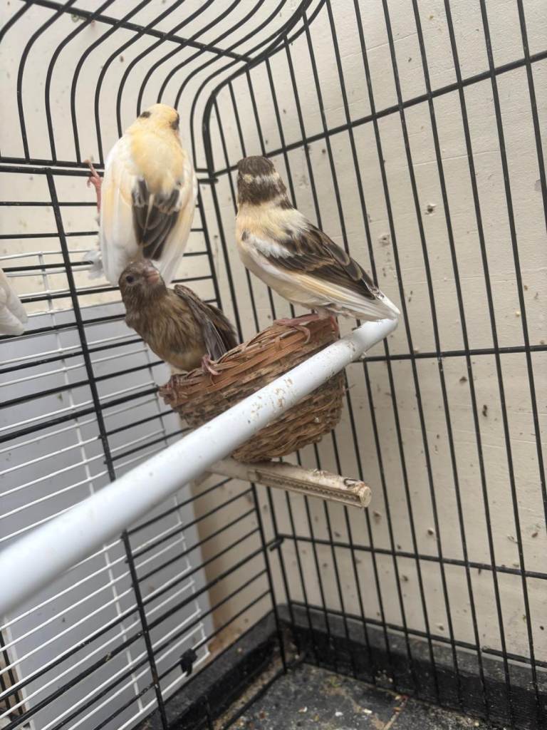 Canary birds...chicks