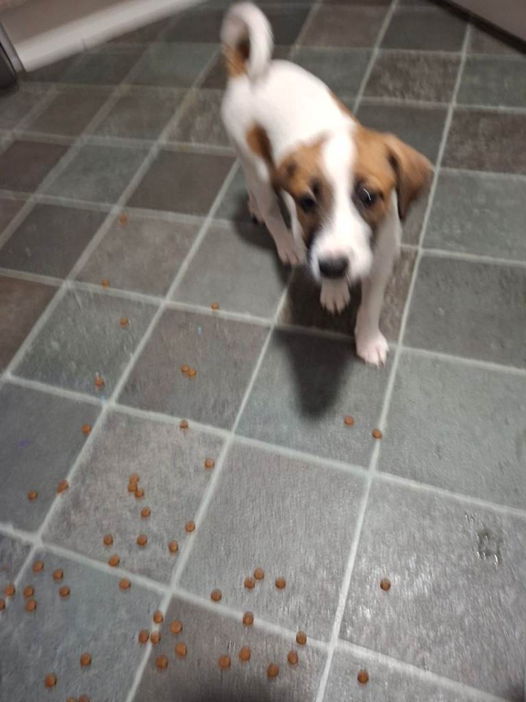 Jack russel whippet x golden doodle
