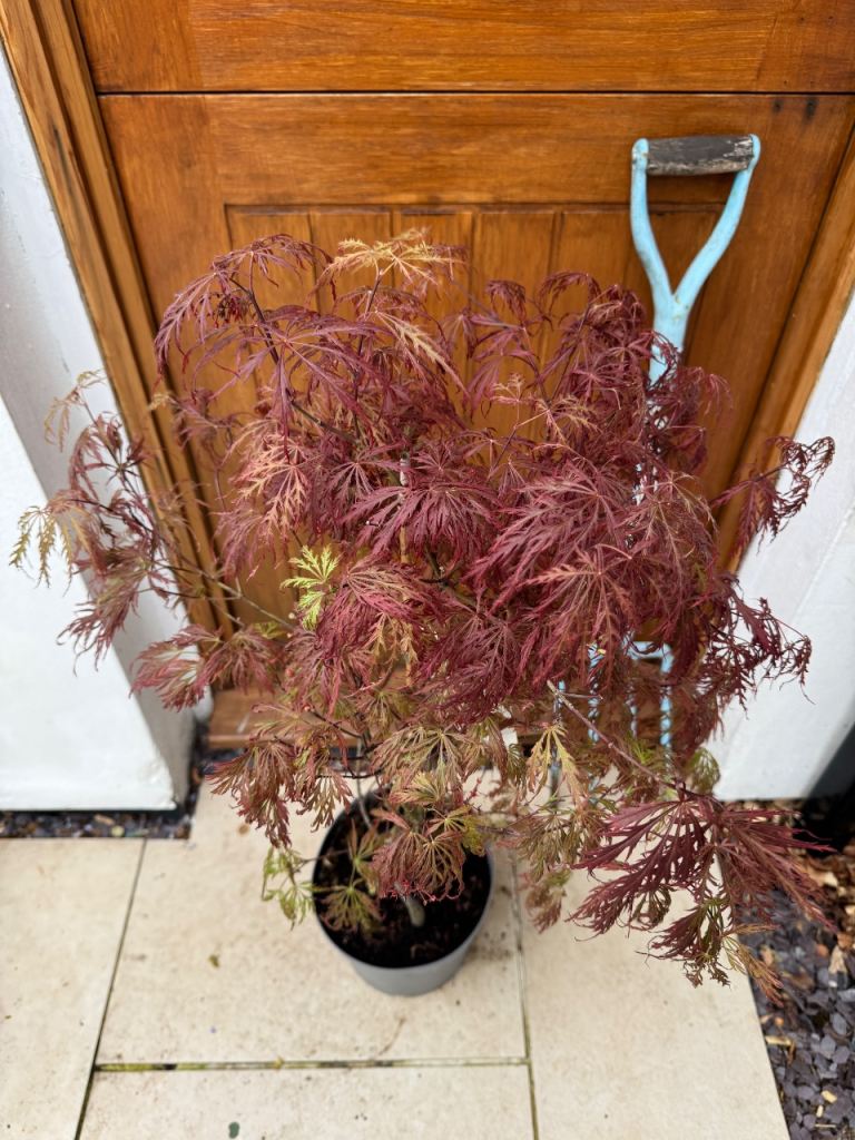 110cm acer palmatum Japanese maple tree outdoor plant 