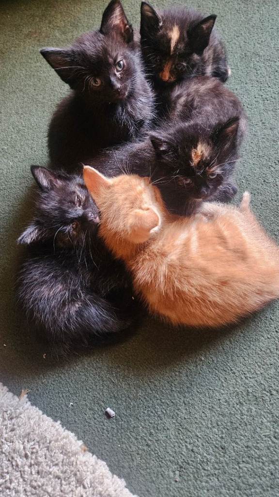 Cat 8 Weeks 