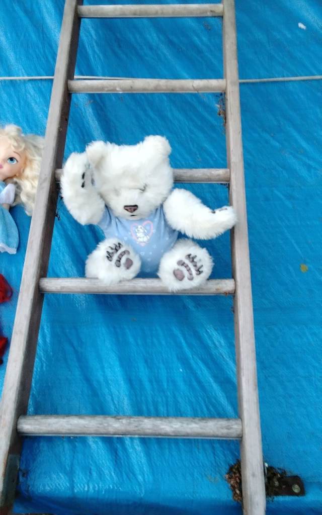 Little live pest polar bear five pound
