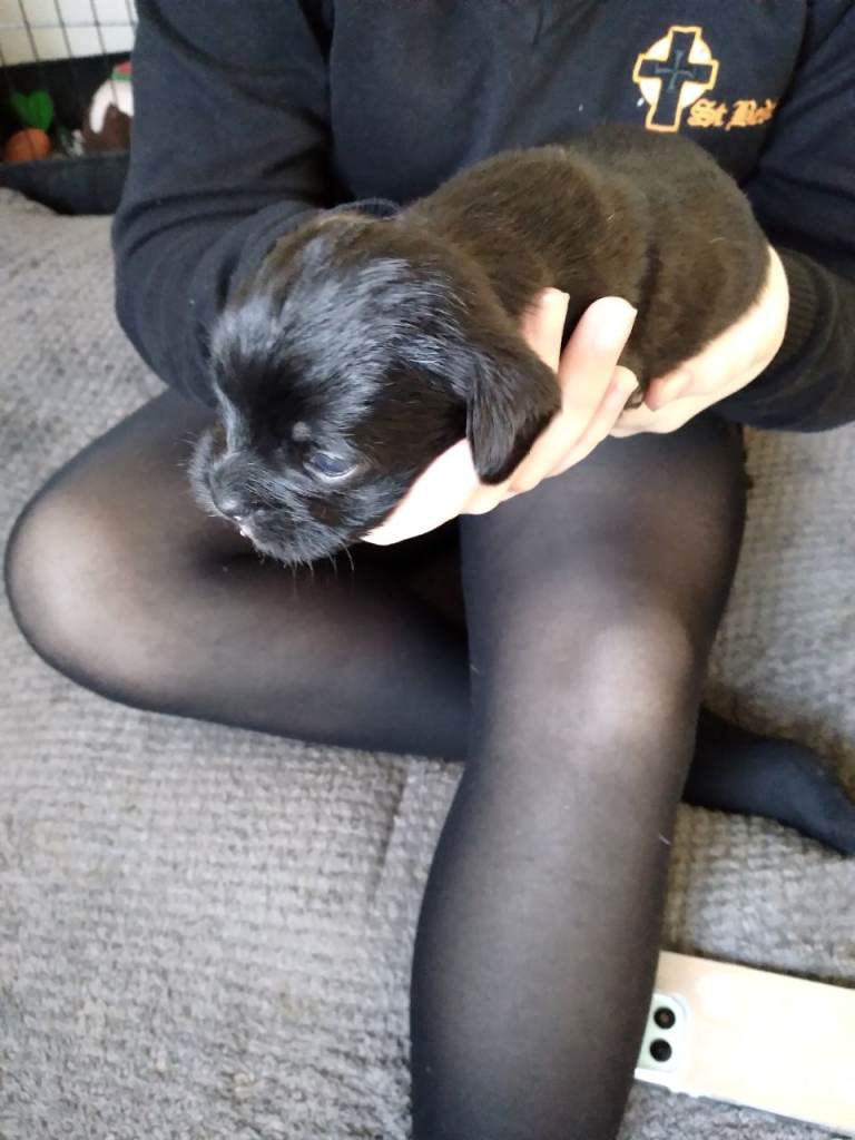 Cockapoo cross terrier 