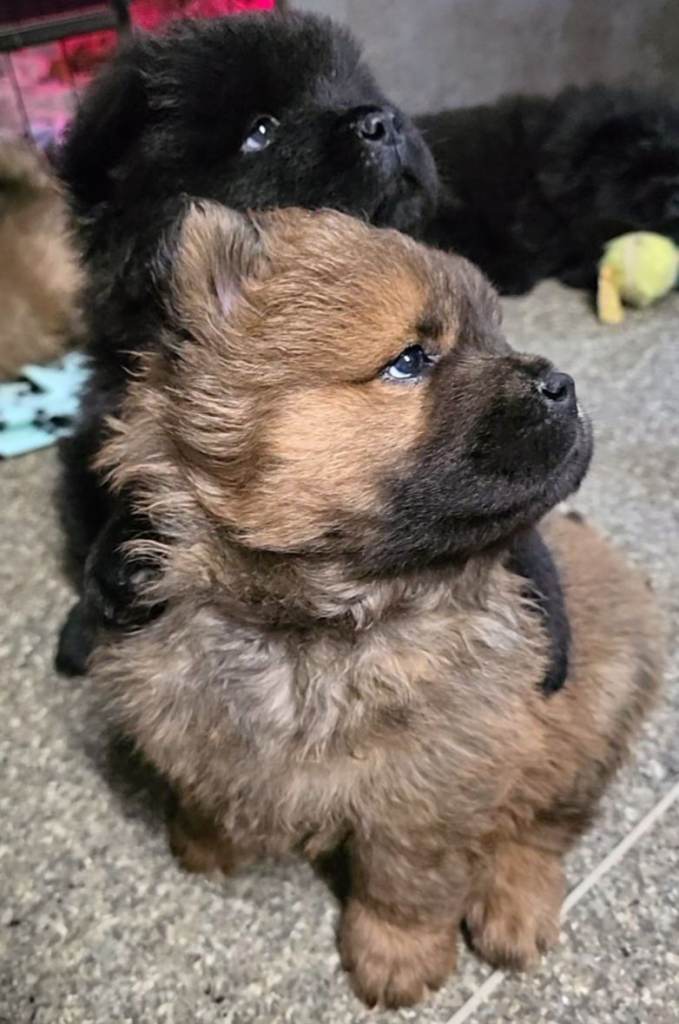 5 Full Chow Chow Teddy Bear Puppies 🐻 