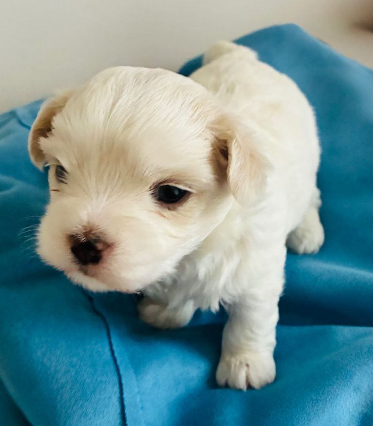 Maltese Puppies for sale
