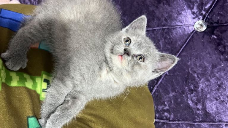 British shorthair kitten 