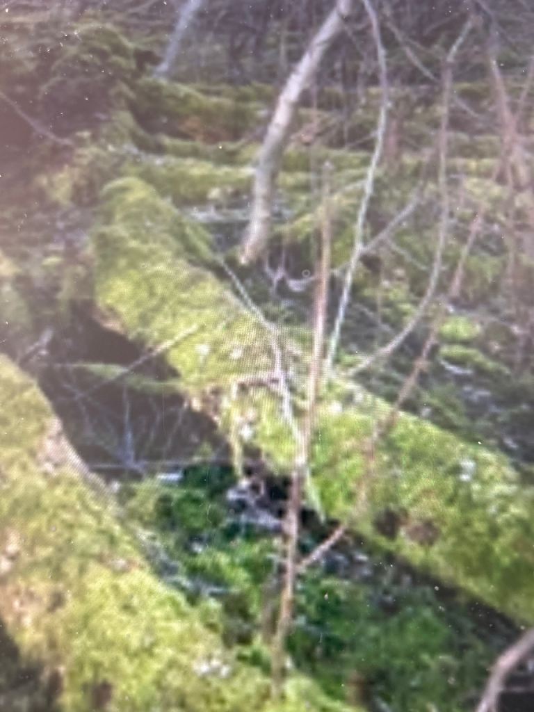 Wanted blown down trees 