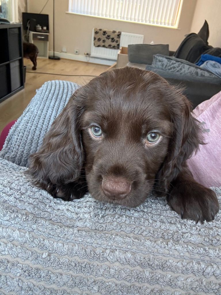 COCKER SPANIELS ready to go 7th of may 
