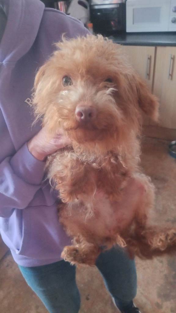 Cockapoo terrier 