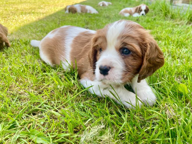 Beautiful KC Registered Cavalier King Charles Pups **2 boys remain**