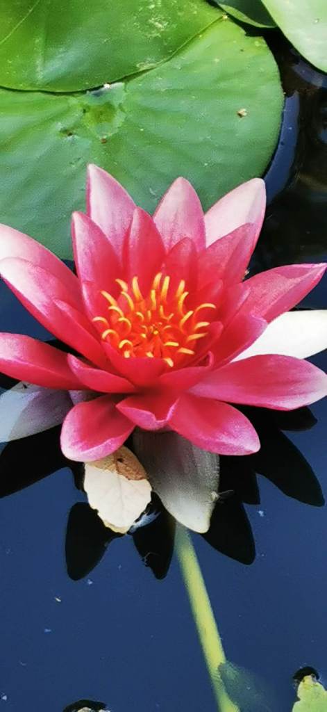 Water lily 