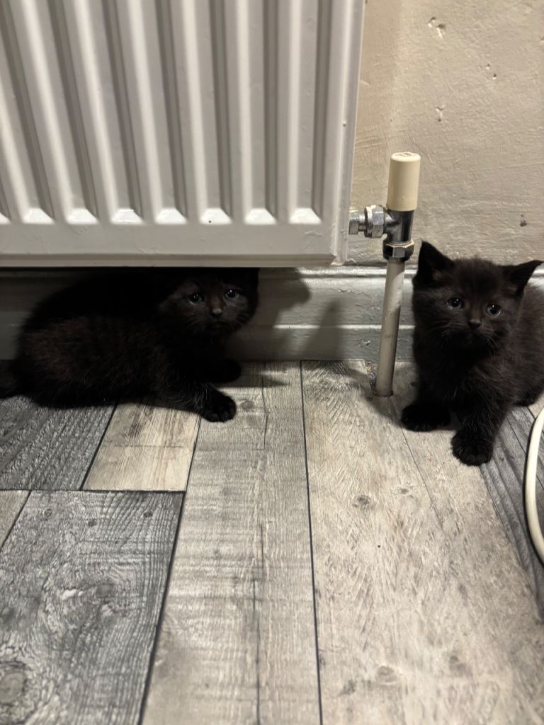 3 kittens looking for a loving home