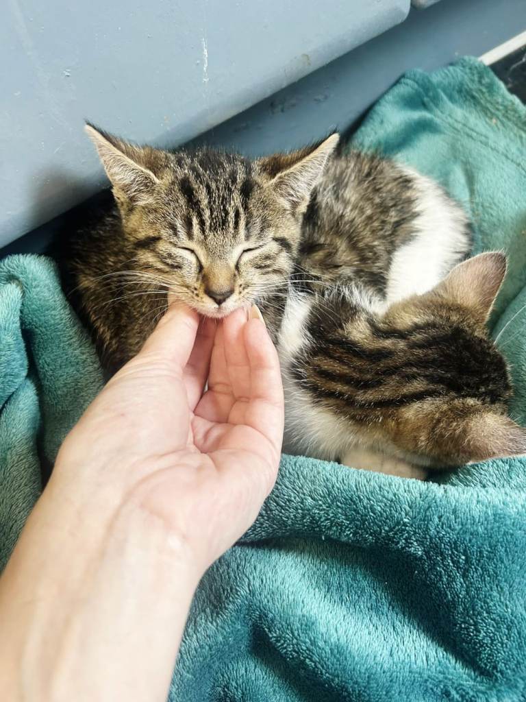 Kittens