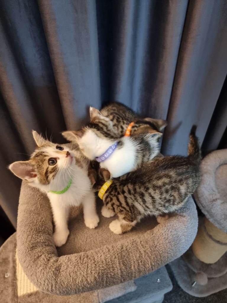 4 Beautiful kittens 