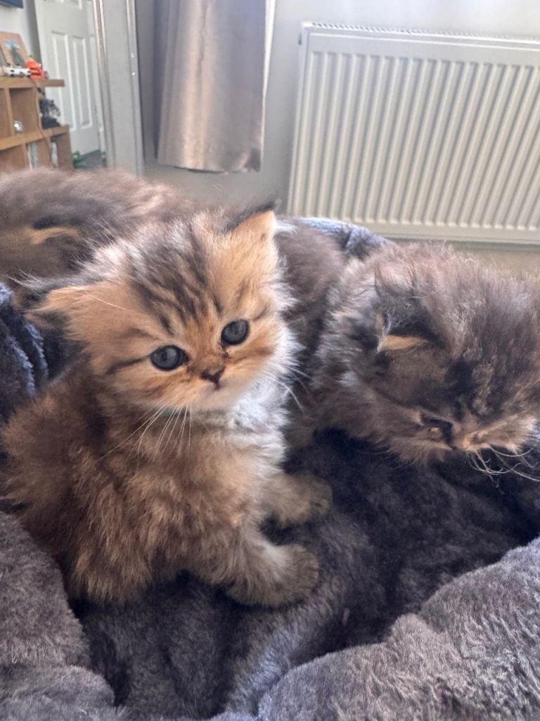 Persian kittens