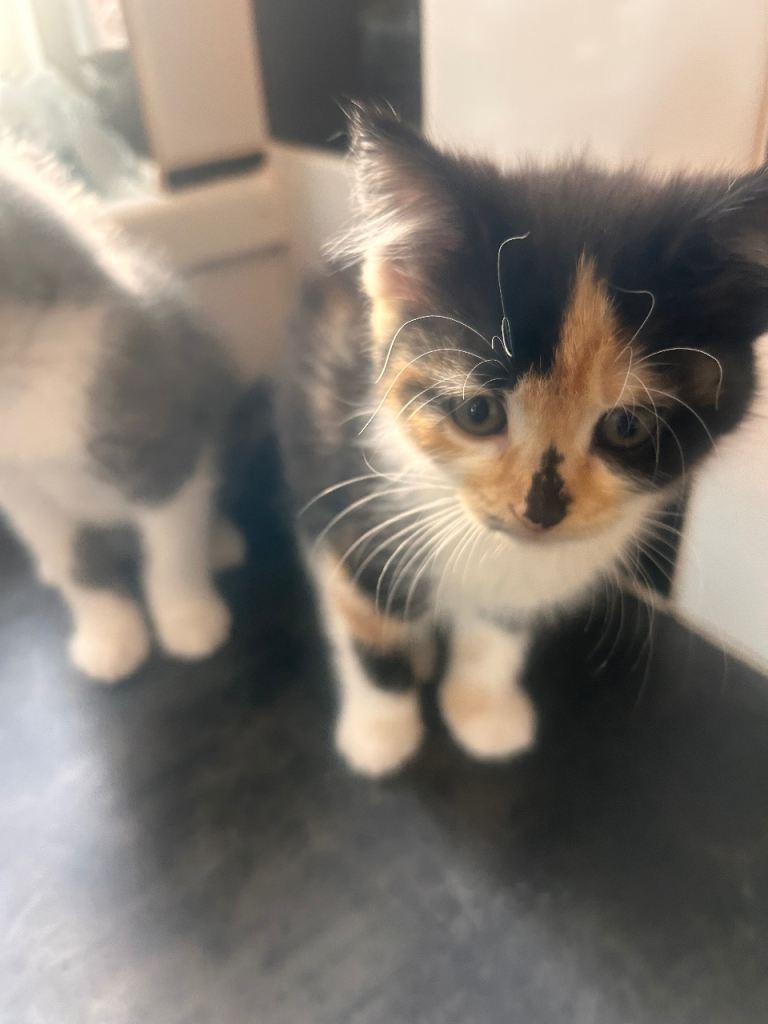 Cute adorable kittens