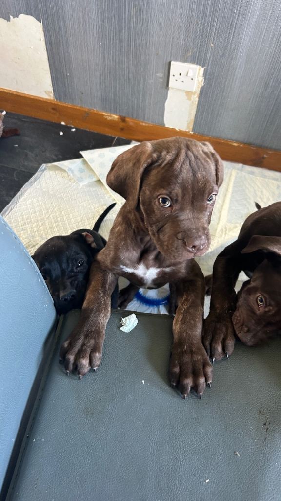 PRICE DROPPED 3 beautiful pups looking for there forever homes 