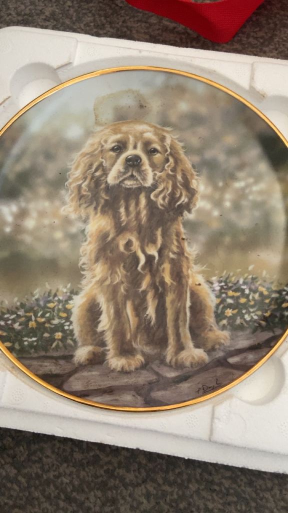 Cavalier King Charles Spaniel Decorative Plate by Paul Doyle
