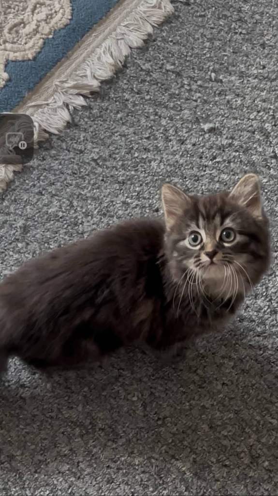 Tabby British Longhair