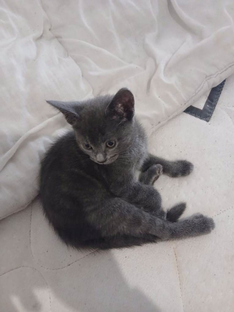 Kittens for sale 