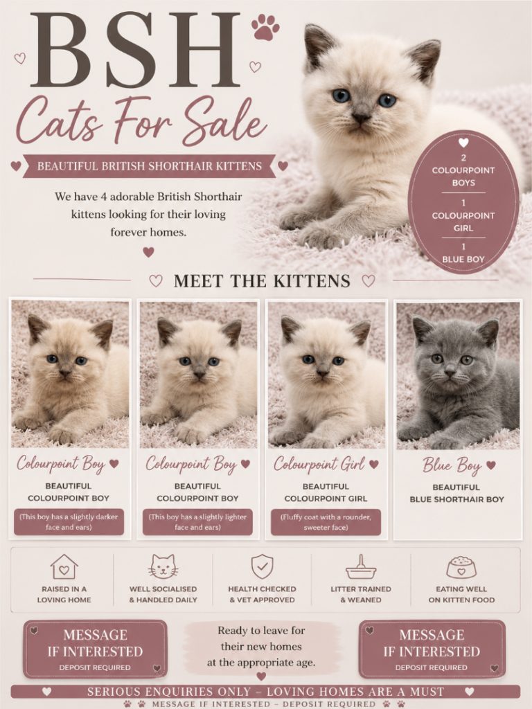 British Short Hair Kittens For Sale