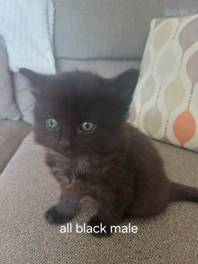 Kittens for sale