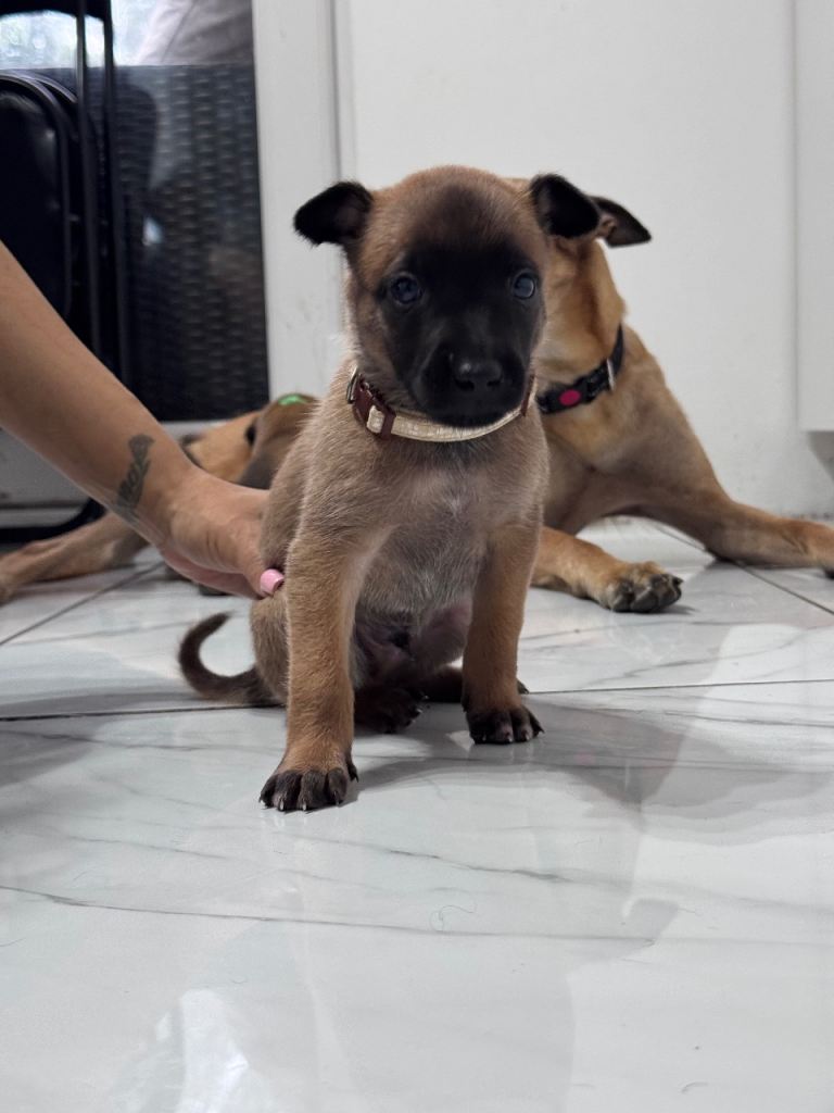 Beautiful Belgian Malinois puppies