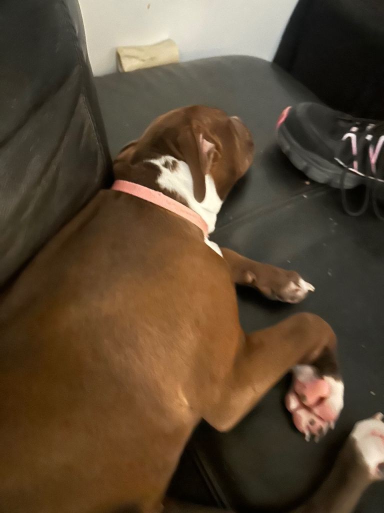 Nala the Staffordshire bull terrier