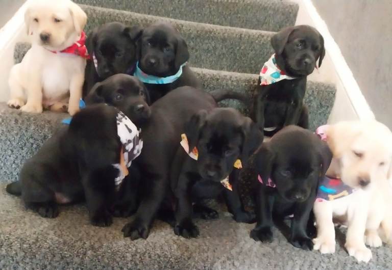 KC registered Beautiful Labradors - 3 black females still looking for homes 