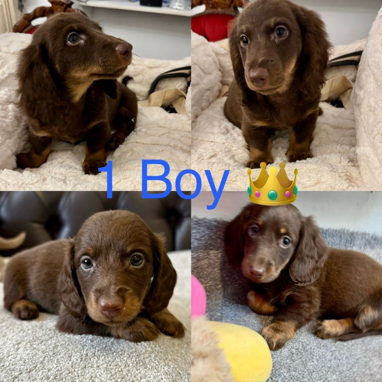 Dachshund miniature 