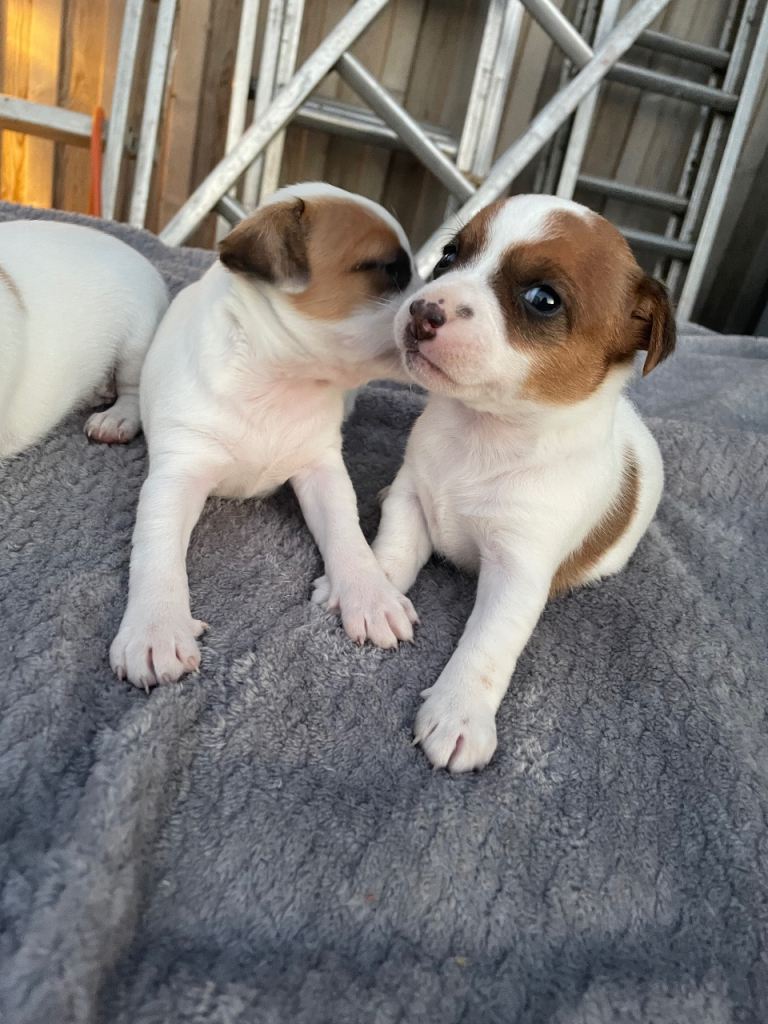 Jack Russell puppy’s 