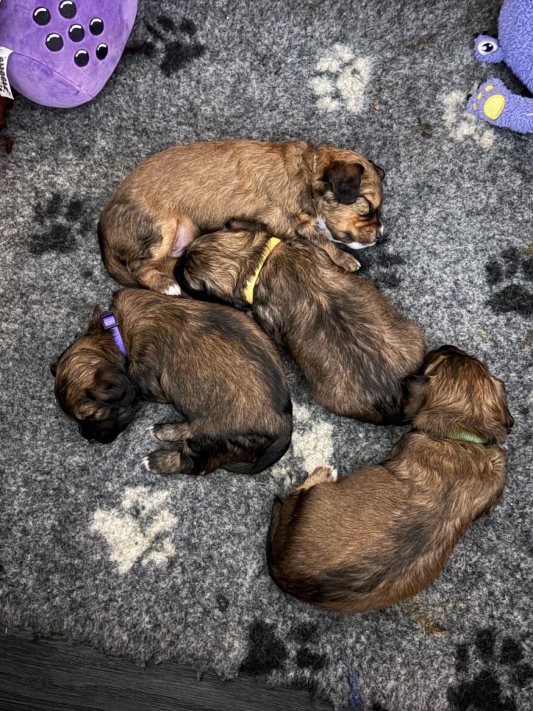 Cocker x puppies 
