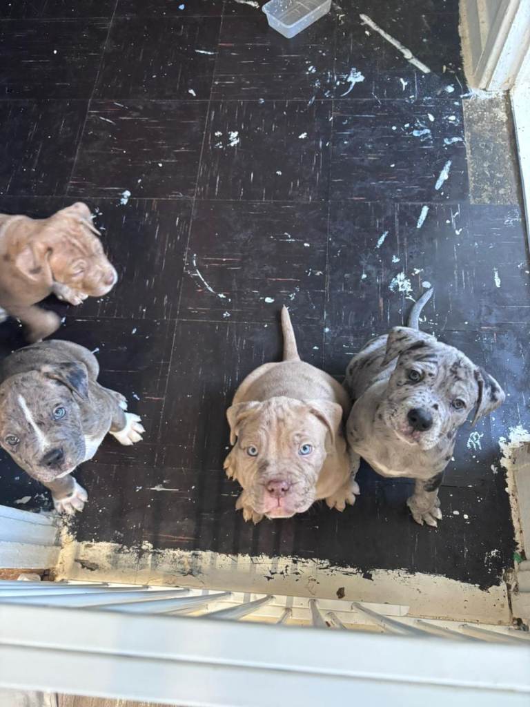 Mastiff cross puppy's 