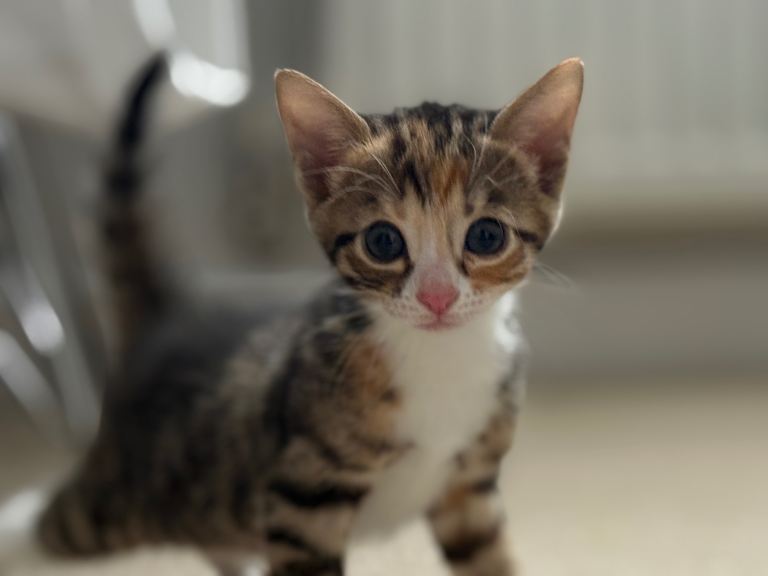 Beautiful Bengal Mix Kittens – Playful, Healthy & Ready for Loving Homes