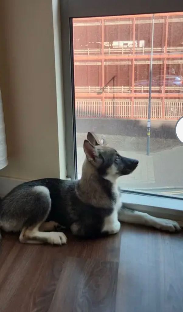 Husky  puppy !! 