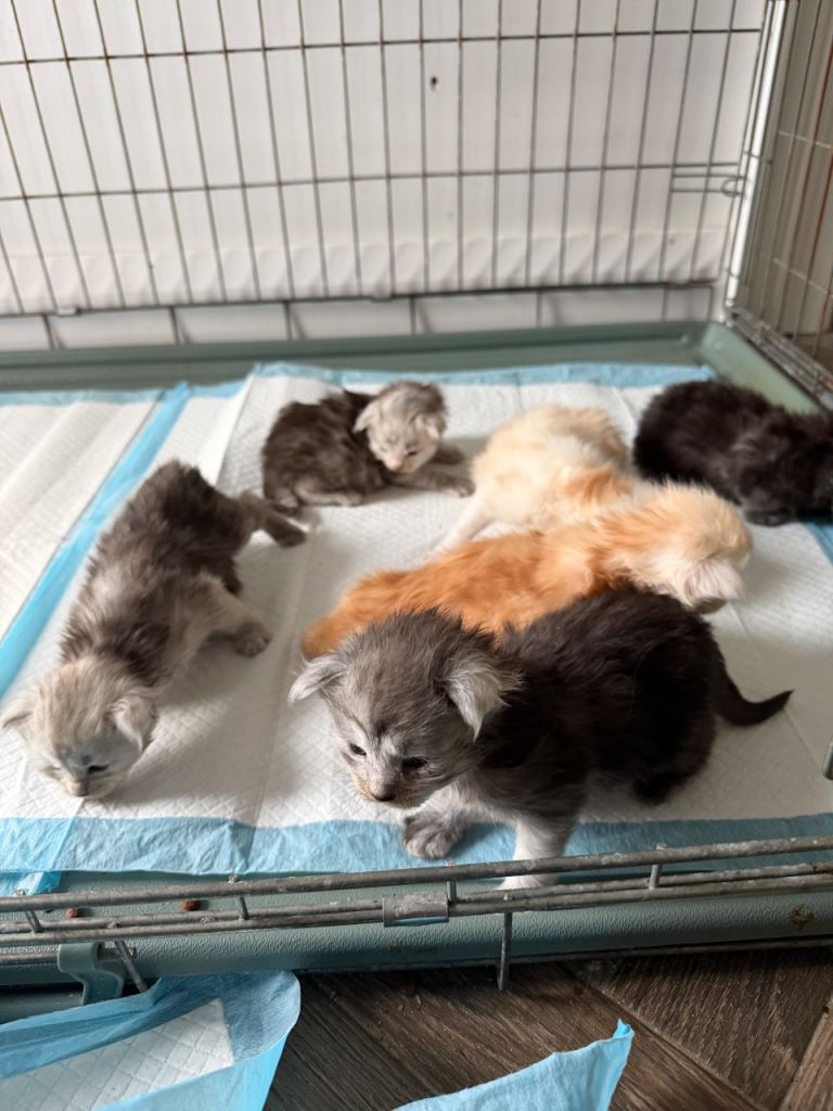Mainecoon kittens for sale🐈‍⬛🐱