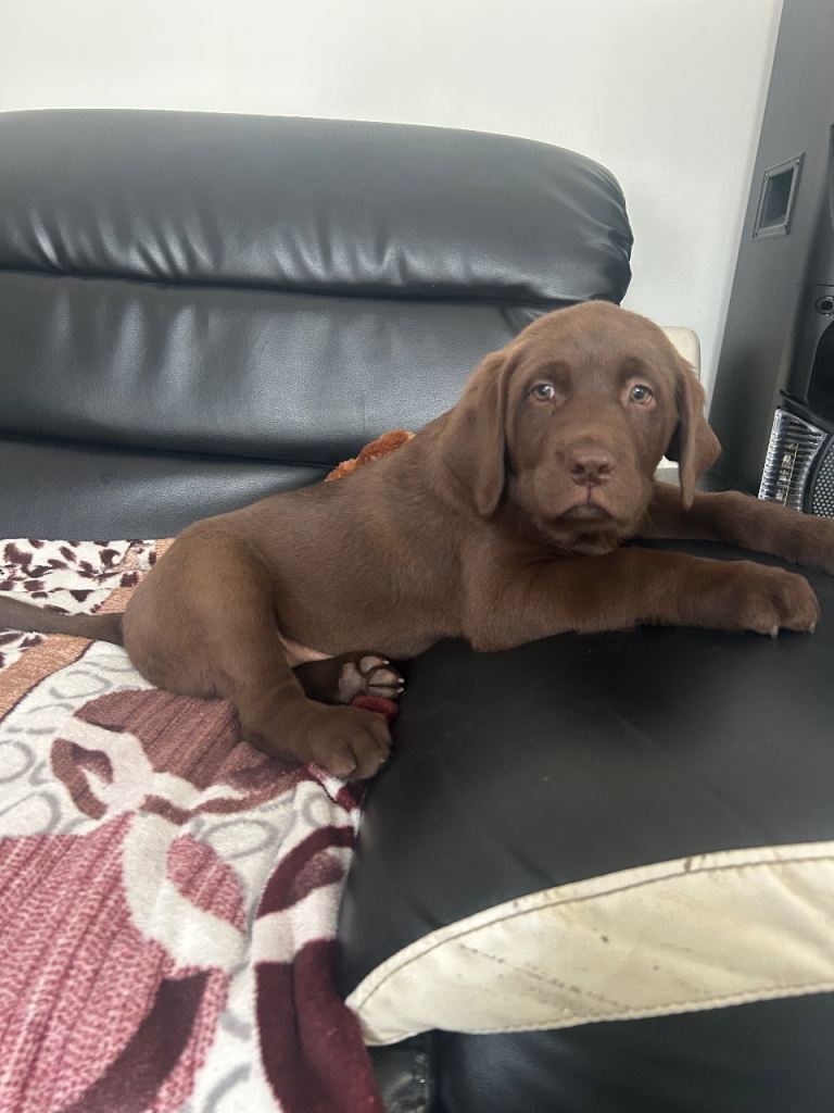 Gorgeous Chocolate Labrador Puppies Looking for Loving Homes ❤️
