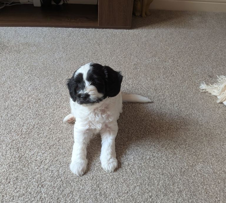 Cocker Tzu 