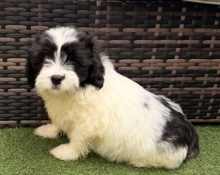Lhasa Apso puppies for sale. READY NOW! 