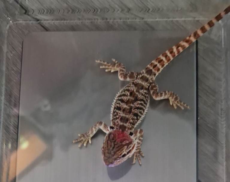Bearded dragons for sale 