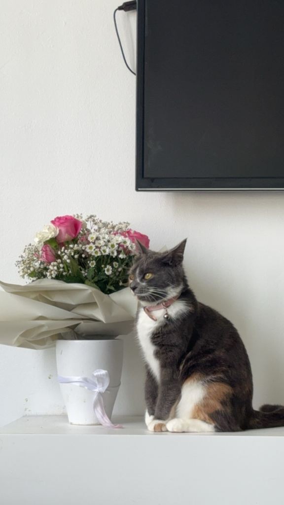 Grey ginger and white calico cat girl needs a loving home