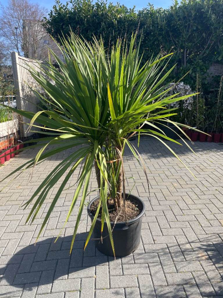 ORNAMENTAL TREES 