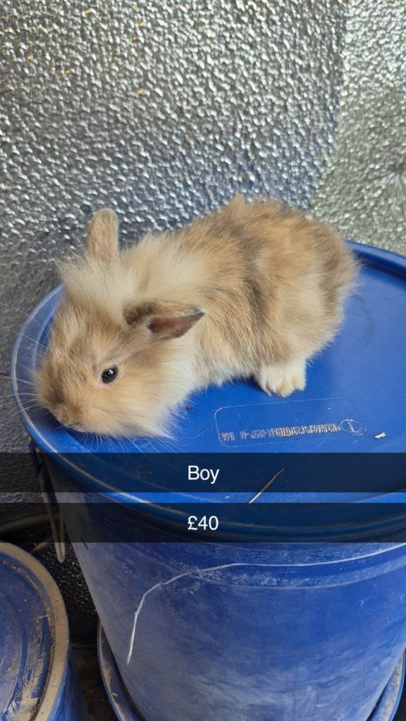 Baby Lionhead Rabbits 8 week old, handled daily 