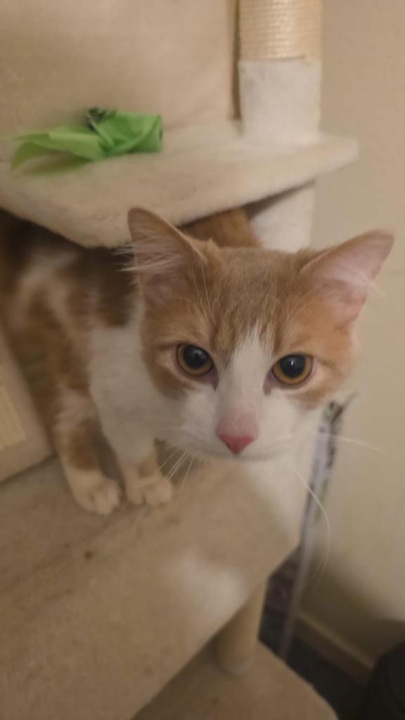 Beautiful ginger Cat 